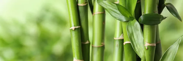 La souplesse du bambou